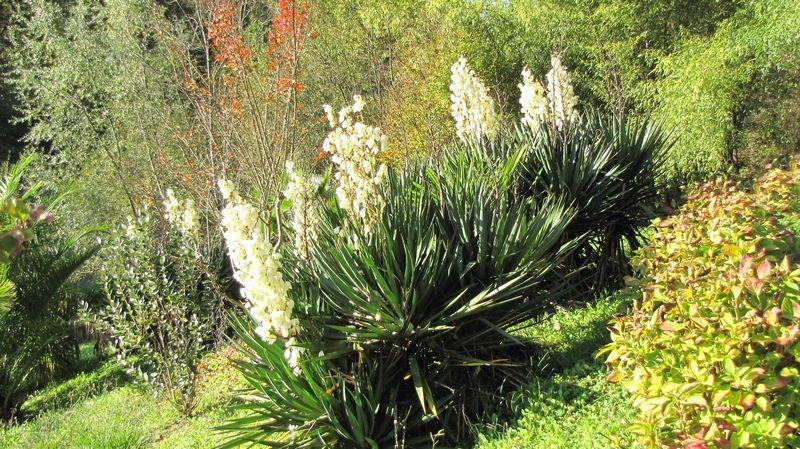 ou planter yucca